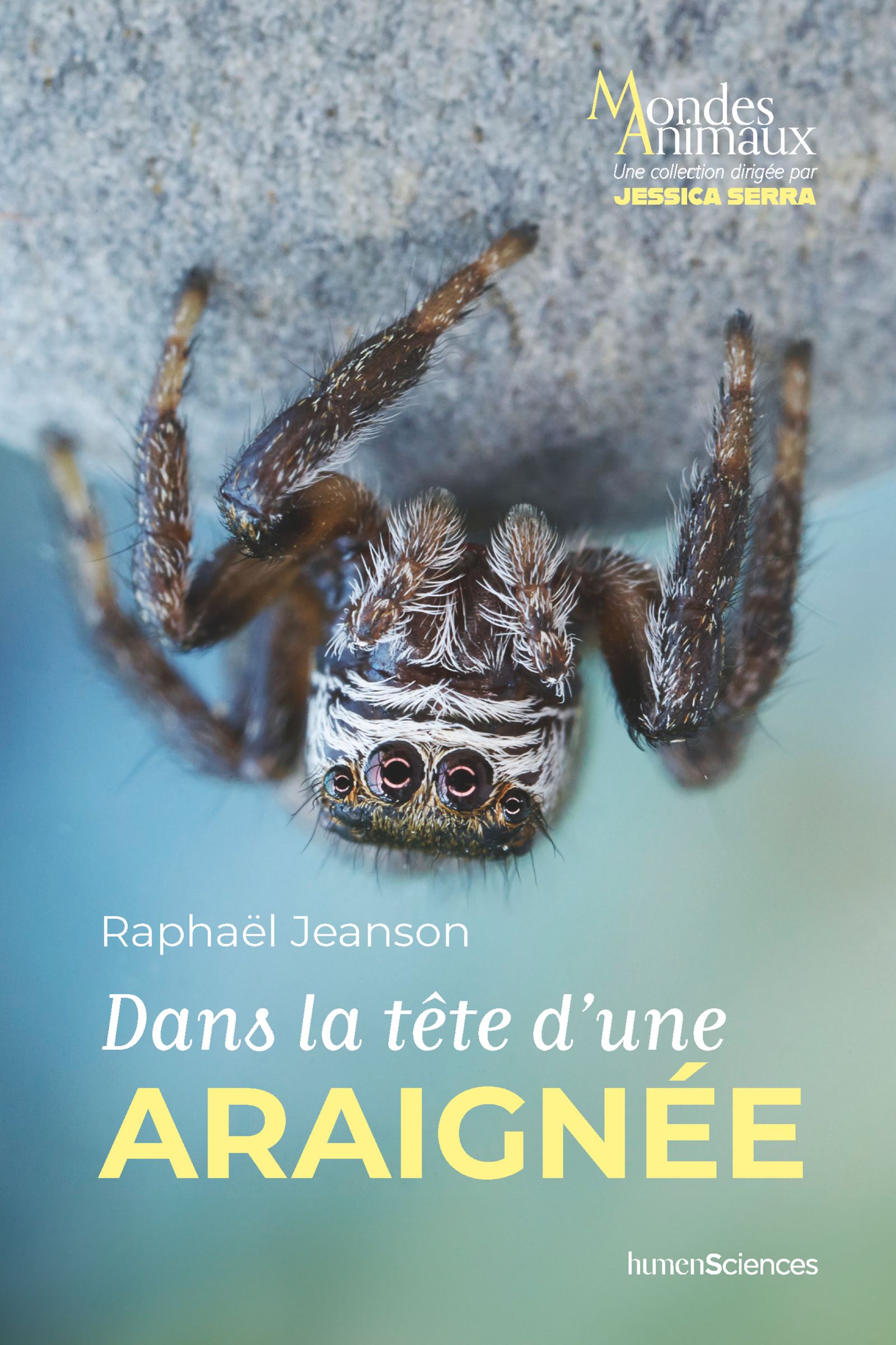Dans la tête d'une araignée