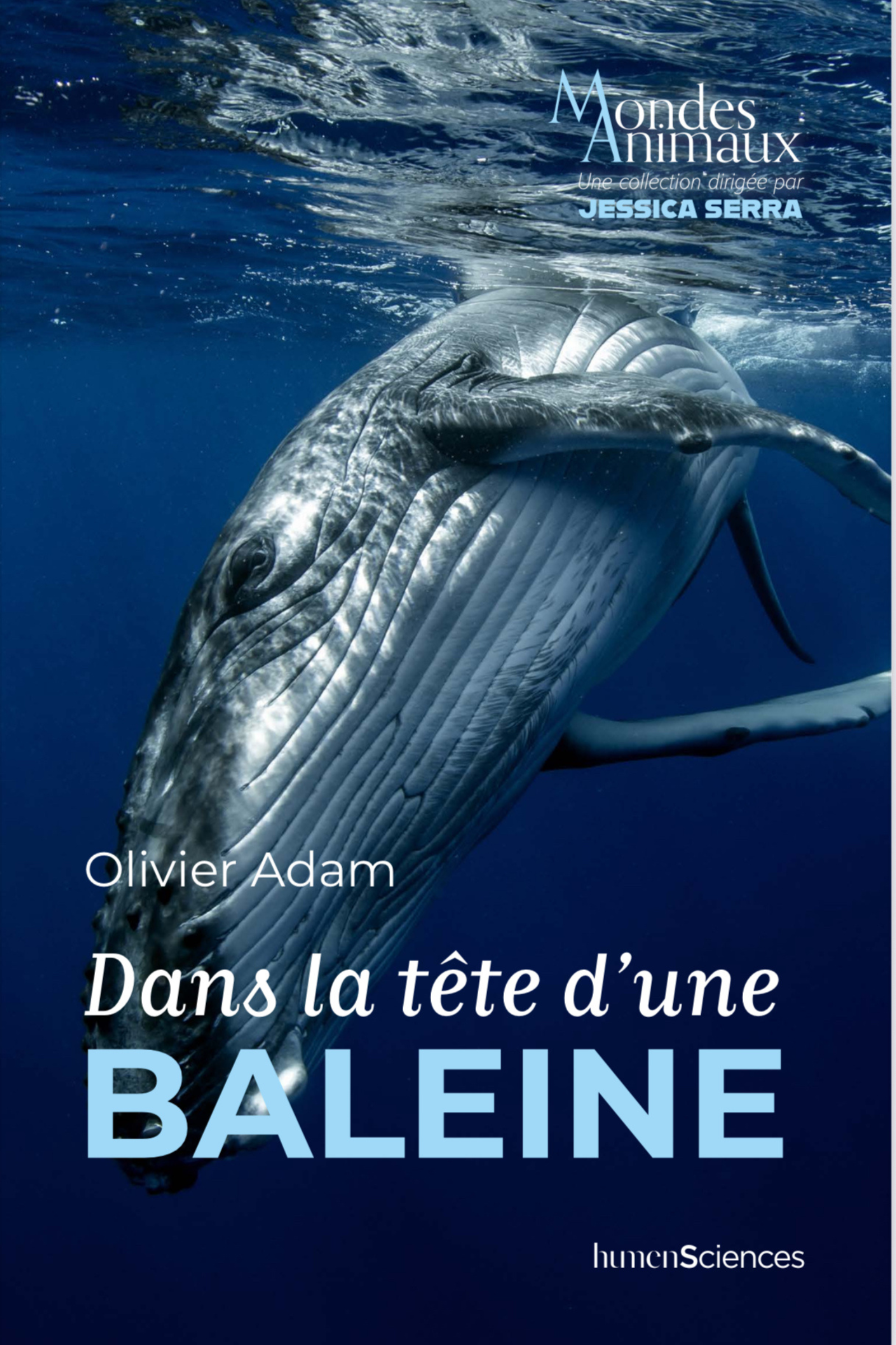 Dans la tête d'une baleine