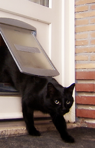 La vie secrète des chats_chat sort par la chattière_emission.jpg