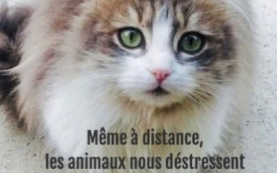 Même à distance, les animaux nous déstressent