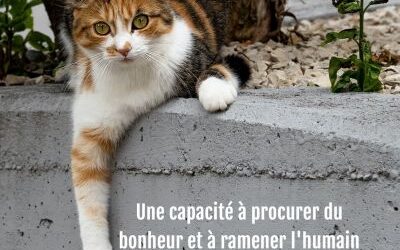 «Dans la tête d’un chat» pour tout savoir sur un compagnon fascinant