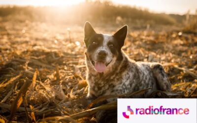 Episode 5/6 : La milice a les crocs