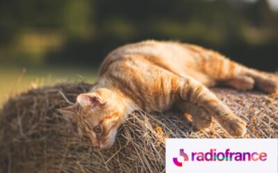 Épisode 6/6 : Le sourire du chat