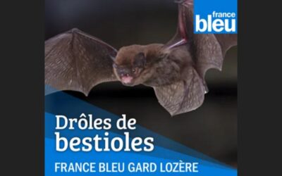 Drôle de bestioles