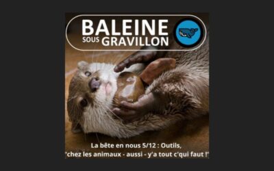 S03E72 : Outils, chez les animaux – aussi- y&rsquo;a tout c&rsquo;qui faut !