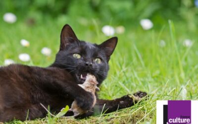 Épisode 2/4 : Le jeu du chat et de la souris